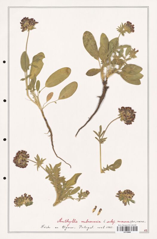 Anthyllis vulneraria  (Fabaceae)