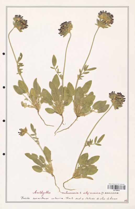 Anthyllis vulneraria  (Fabaceae)
