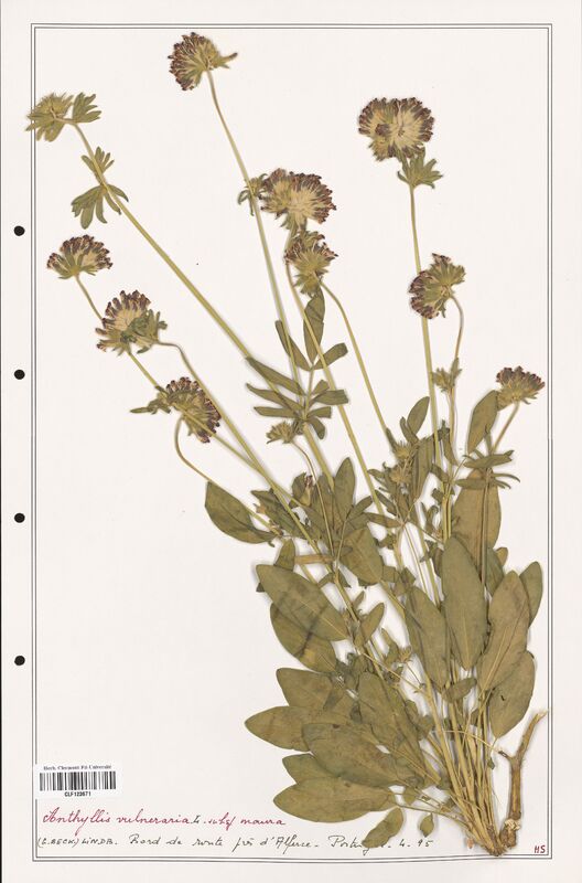 Anthyllis vulneraria  (Fabaceae)