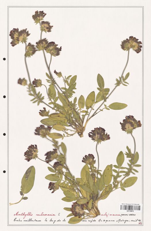 Anthyllis vulneraria  (Fabaceae)