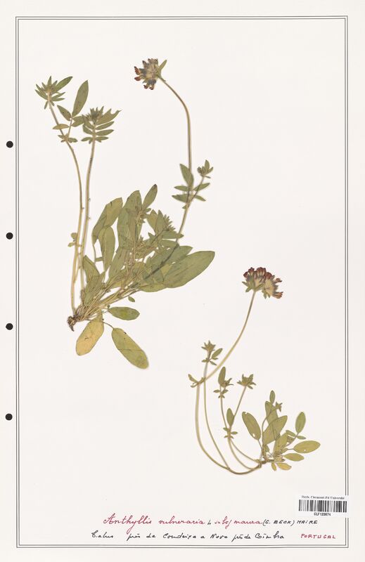 Anthyllis vulneraria  (Fabaceae)