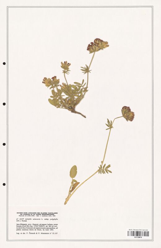 Anthyllis vulneraria  (Fabaceae)