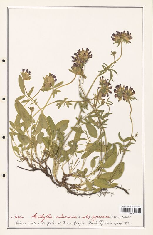 Anthyllis vulneraria  (Fabaceae)