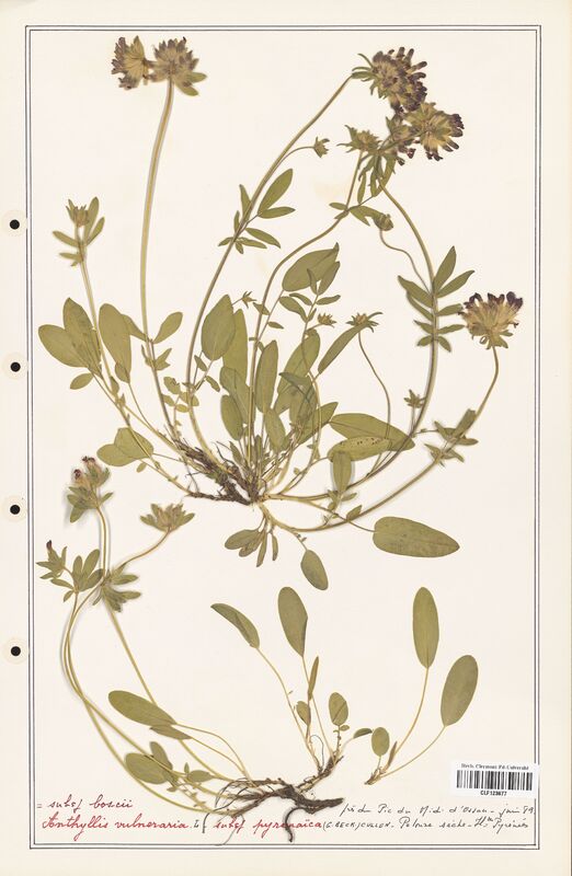 Anthyllis vulneraria  (Fabaceae)