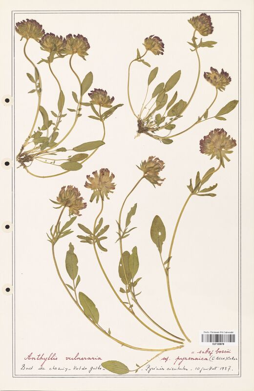 Anthyllis vulneraria  (Fabaceae)