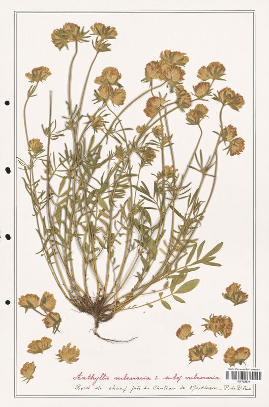 Anthyllis vulneraria  (Fabaceae)