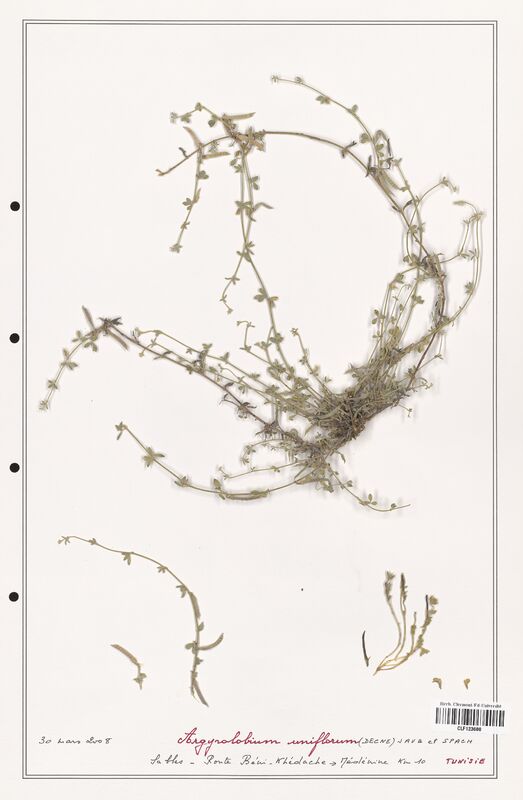 Argyrolobium uniflorum  (Fabaceae)