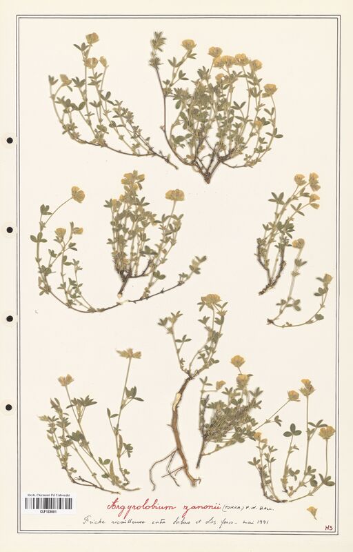 Argyrolobium zanonii  (Fabaceae)