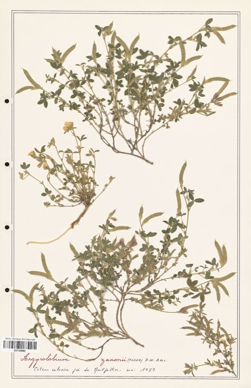 Argyrolobium zanonii  (Fabaceae)