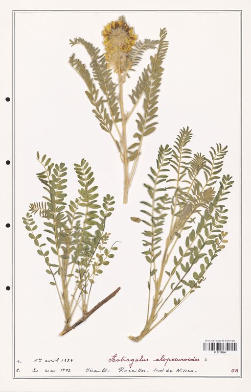 Astragalus alopecuroides  (Fabaceae)