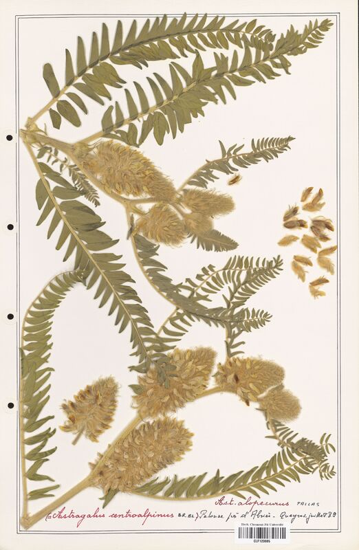 Astragalus centroalpinus  (Fabaceae)