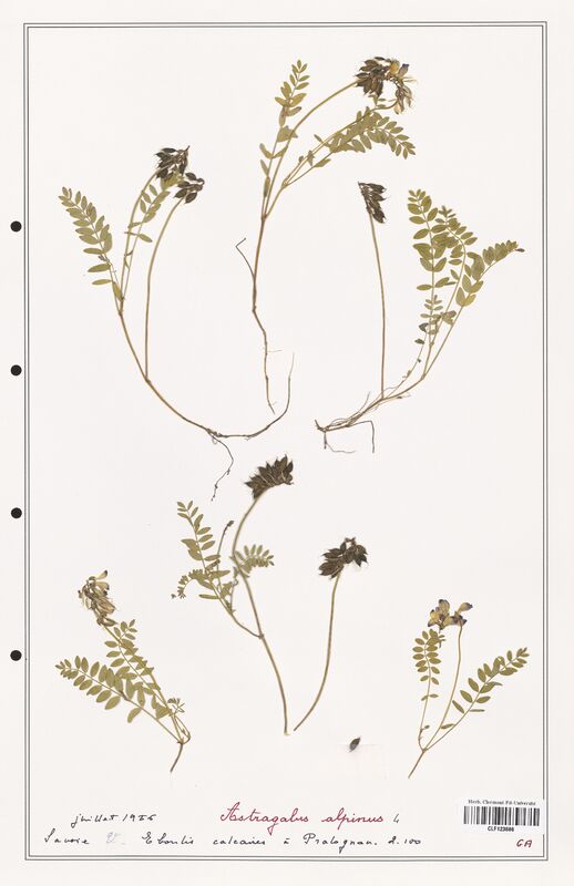 Astragalus alpinus  (Fabaceae)