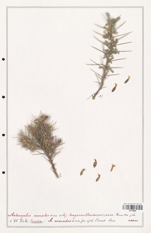 Astragalus armatus  (Fabaceae)