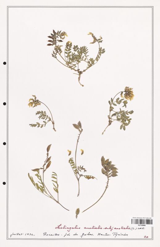 Astragalus australis  (Fabaceae)