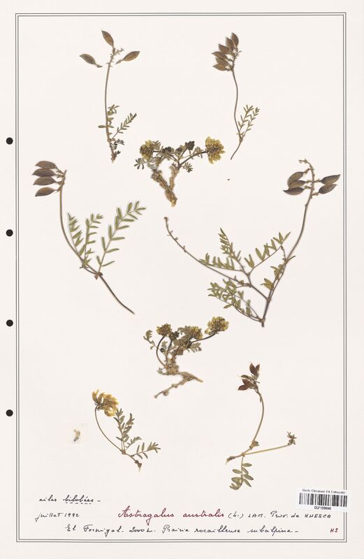 Astragalus australis  (Fabaceae)