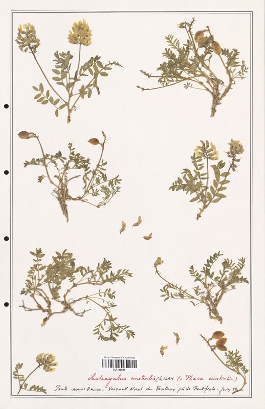 Astragalus australis  (Fabaceae)