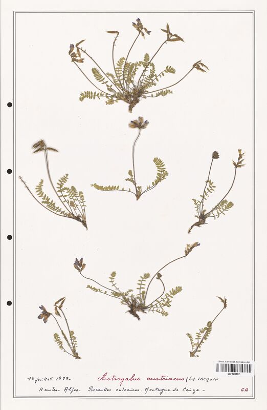 Astragalus austriacus  (Fabaceae)