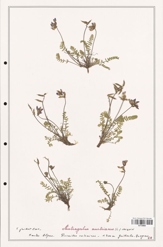 Astragalus austriacus  (Fabaceae)