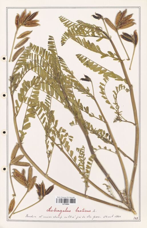 Astragalus baeticus  (Fabaceae)