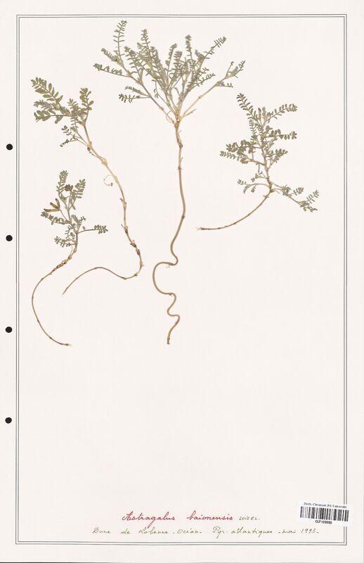 Astragalus baionensis  (Fabaceae)