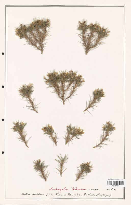 Astragalus balearicus  (Fabaceae)