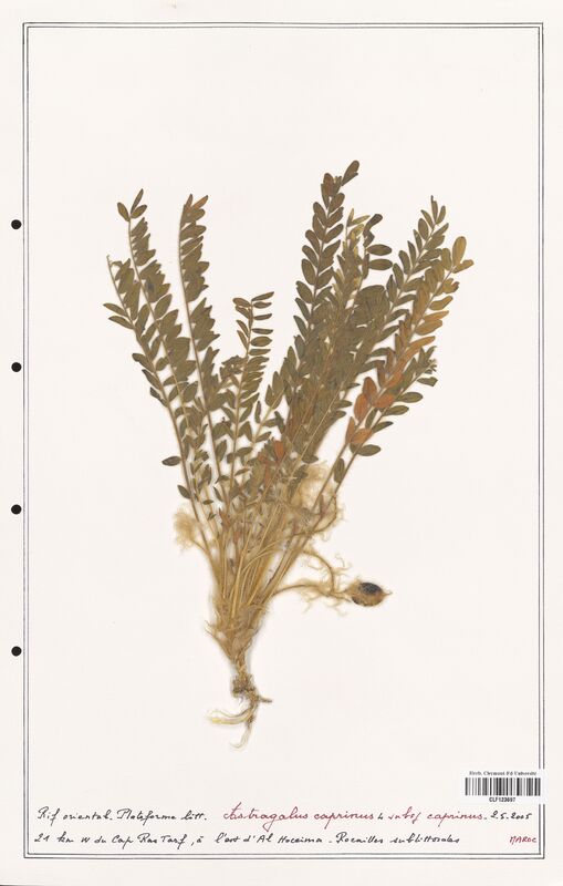 Astragalus caprinus  (Fabaceae)