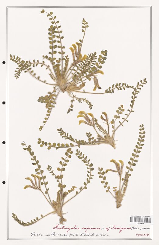 Astragalus caprinus  (Fabaceae)