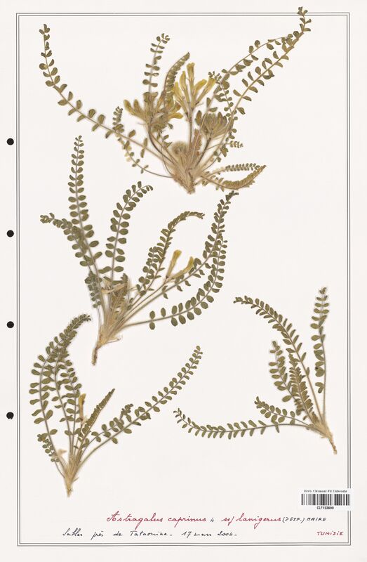 Astragalus caprinus  (Fabaceae)