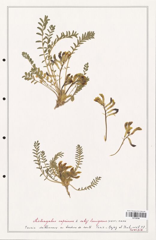 Astragalus caprinus  (Fabaceae)