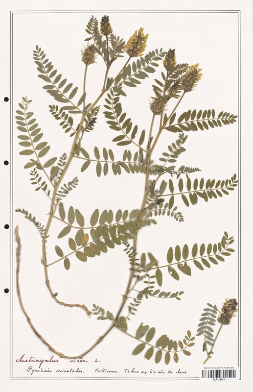 Astragalus cicer  (Fabaceae)