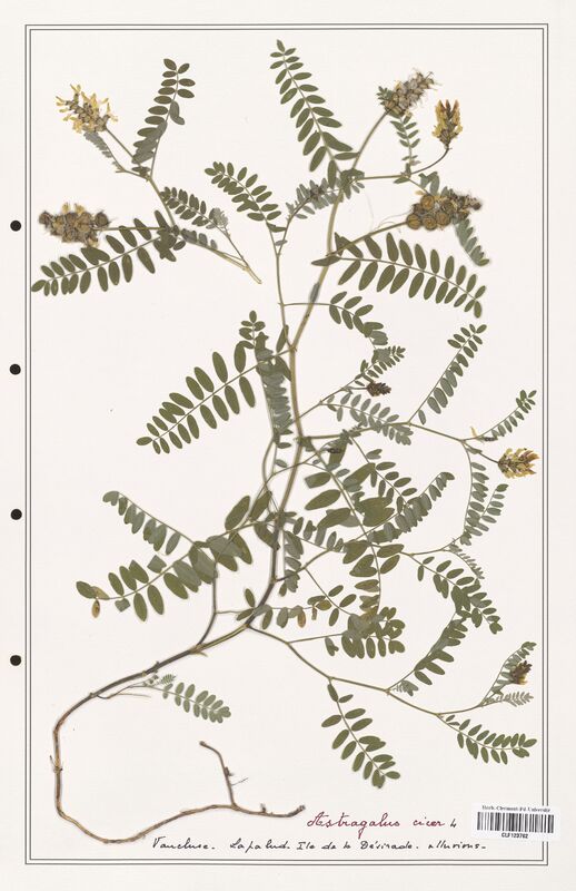 Astragalus cicer  (Fabaceae)