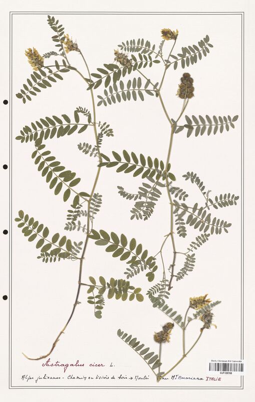 Astragalus cicer  (Fabaceae)