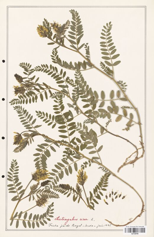 Astragalus cicer  (Fabaceae)