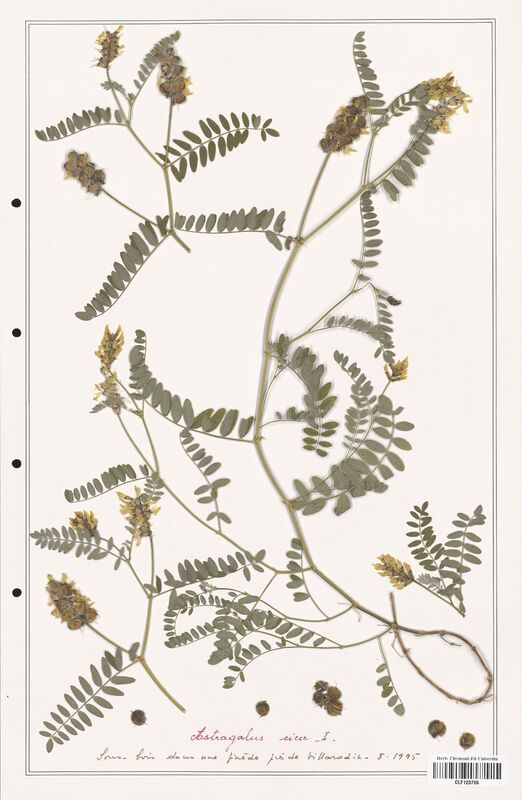 Astragalus cicer  (Fabaceae)