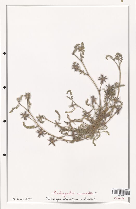 Astragalus cruciatus  (Fabaceae)