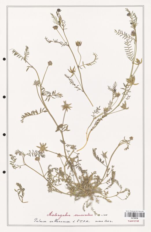 Astragalus cruciatus  (Fabaceae)