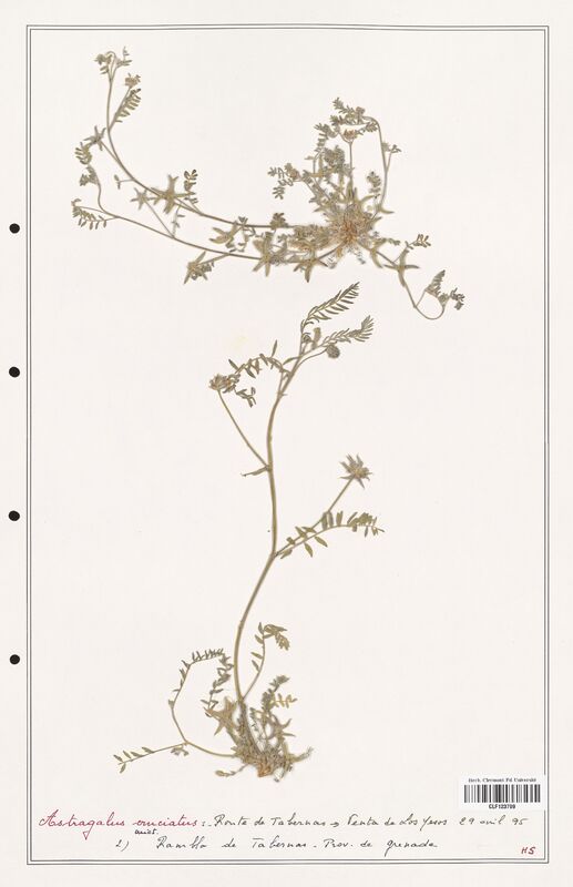 Astragalus cruciatus  (Fabaceae)