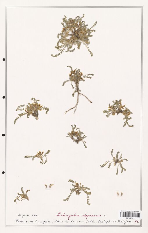 Astragalus depressus  (Fabaceae)