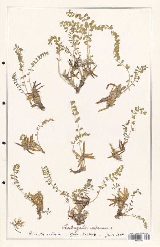 Astragalus depressus  (Fabaceae)