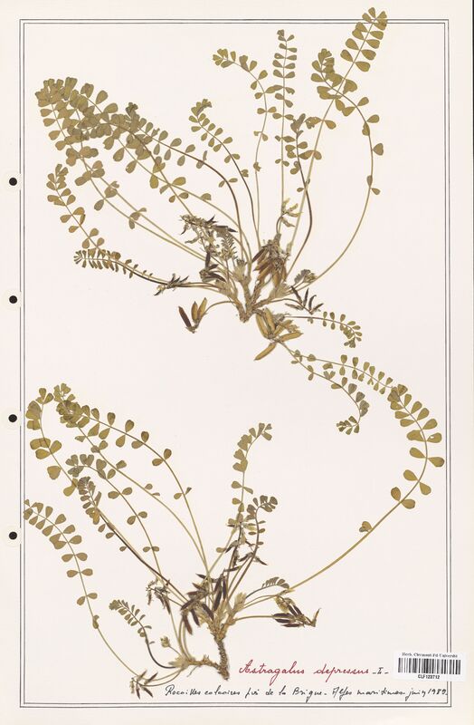 Astragalus depressus  (Fabaceae)