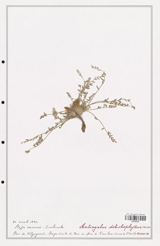 Astragalus dolichophyllus  (Fabaceae)