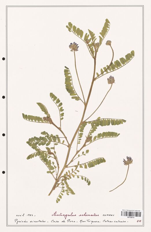 Astragalus echinatus  (Fabaceae)