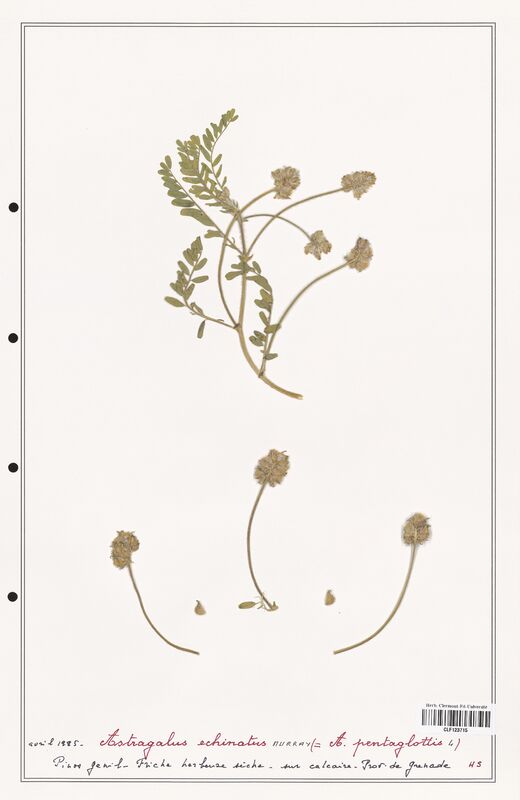 Astragalus echinatus  (Fabaceae)