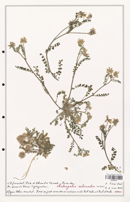 Astragalus echinatus  (Fabaceae)