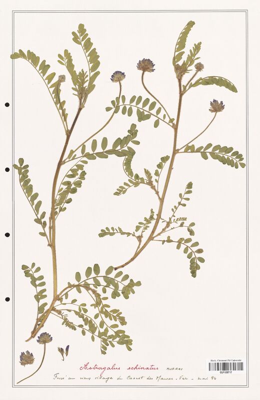 Astragalus echinatus  (Fabaceae)