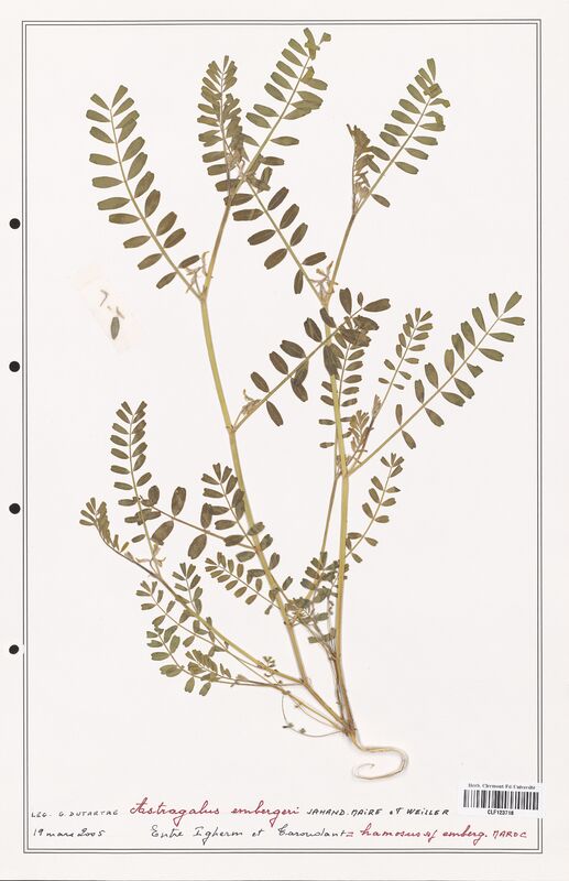 Astragalus embergeri  (Fabaceae)