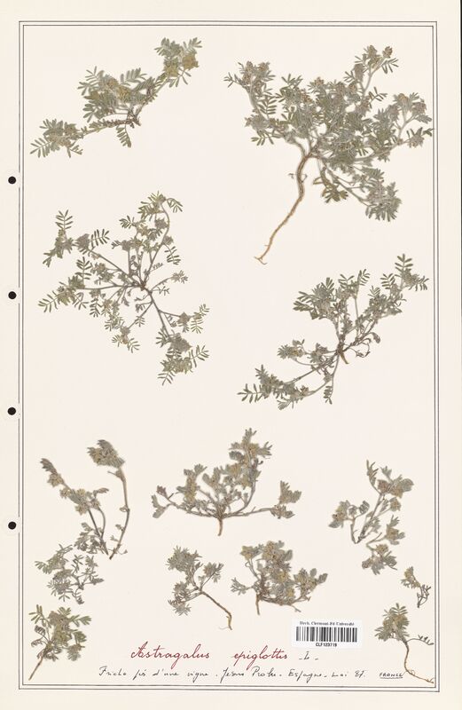 Astragalus epiglottis  (Fabaceae)