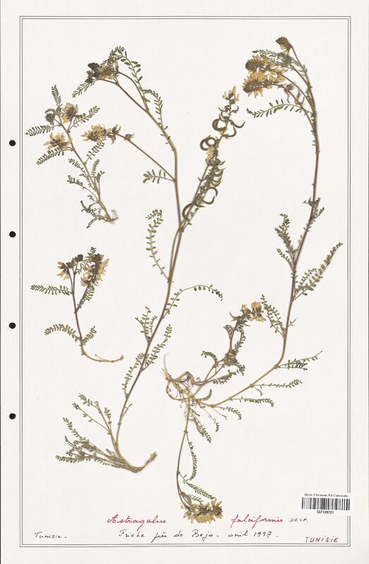 Astragalus falciformis  (Fabaceae)