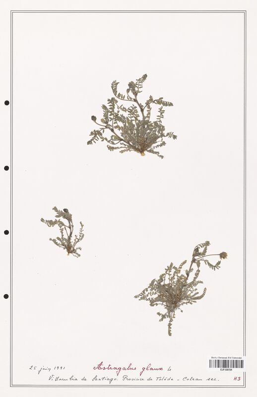 Astragalus glaux  (Fabaceae)