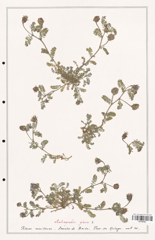 Astragalus glaux  (Fabaceae)